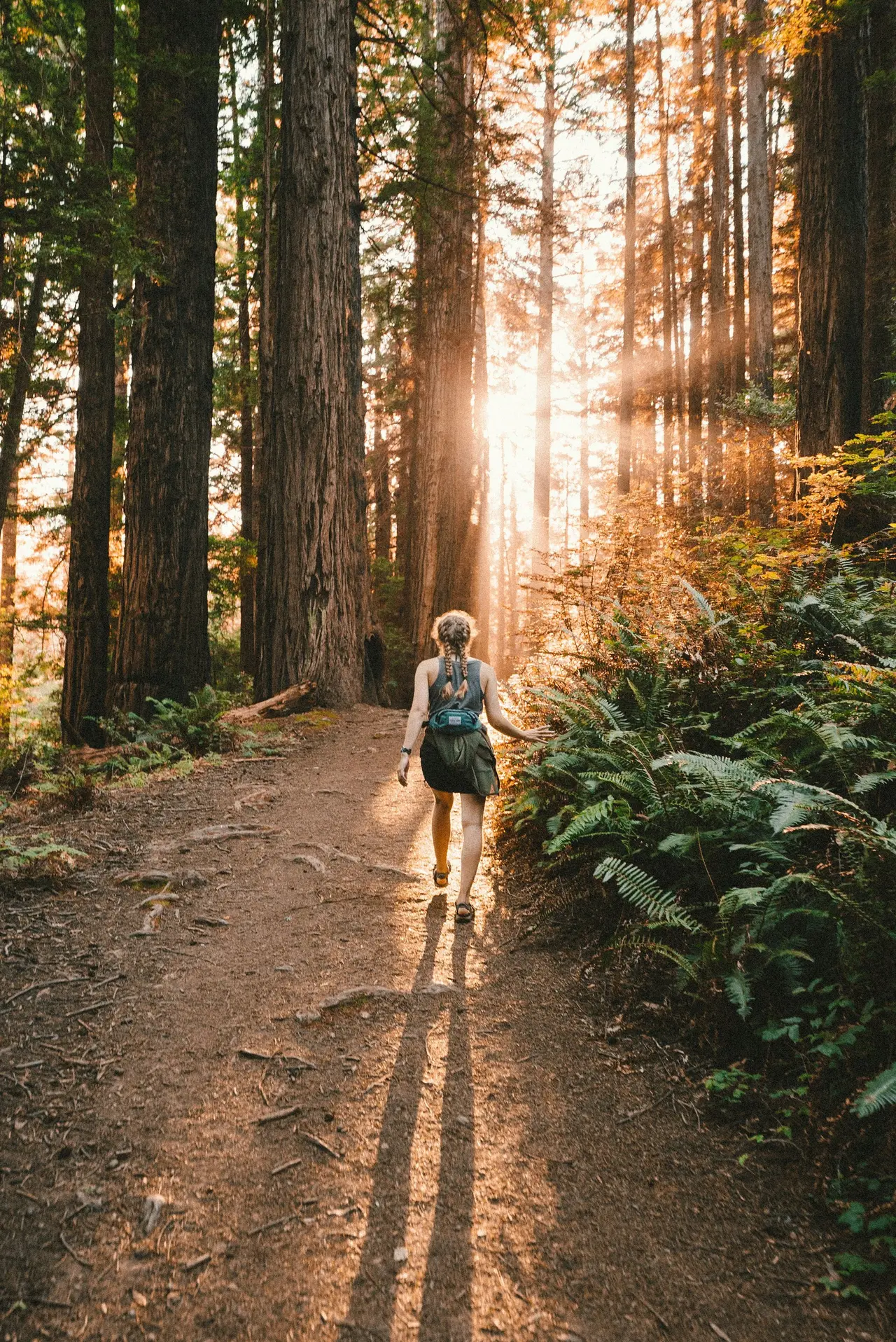 A hiker walking a forest trail in low sunlight